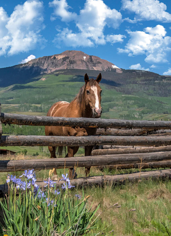 Mountain Horse Panel