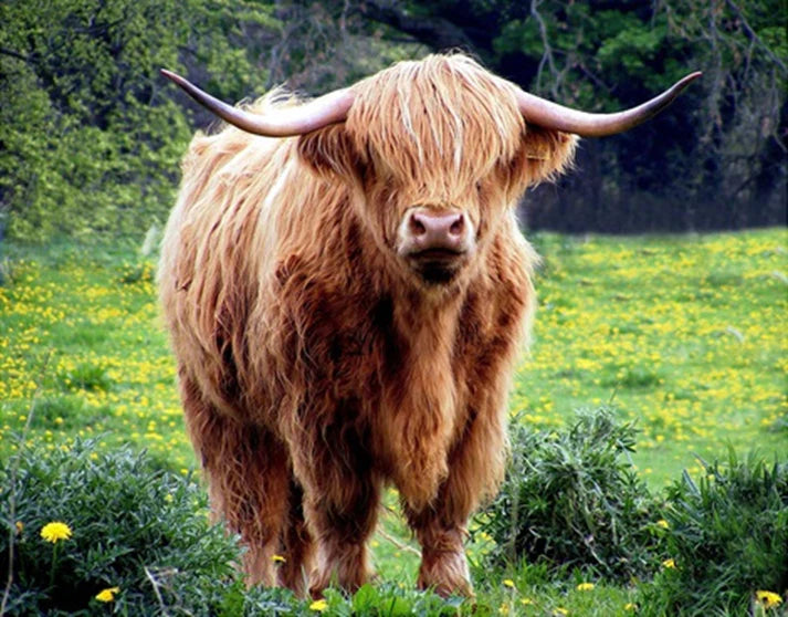 Highland Cow with Dandelions Panel